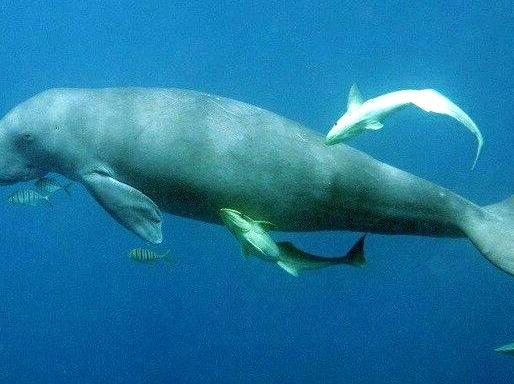 Discover the Secretive Dugong in Its Habitat