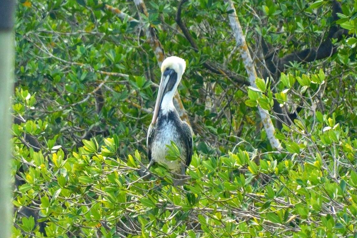 technologygadget | Go Bird Watching in Mangrove Bay: Observe birds in the rich ecosystem of Mangrove Bay.