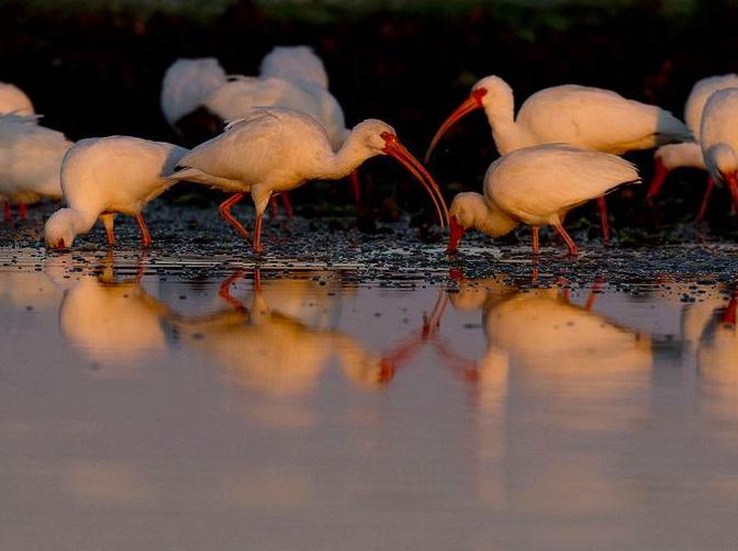 Discover Birding Opportunities in the Lush Environment of Mangrove Bay