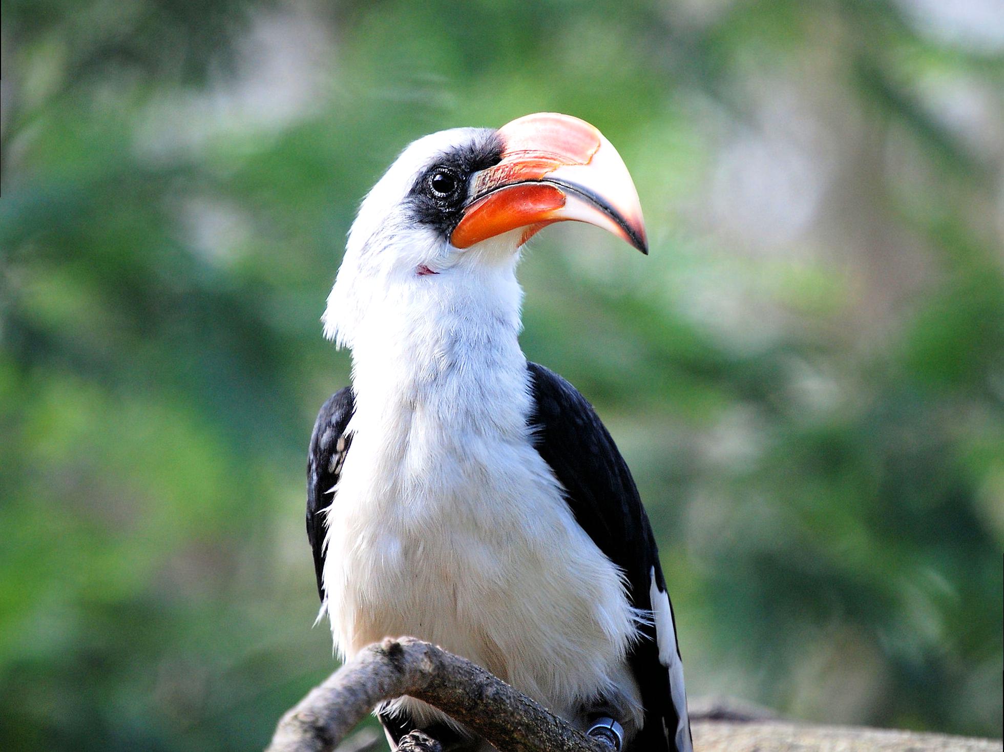 Immerse Yourself in Bird Watching Amidst the Rich Flora of Mangrove Bay