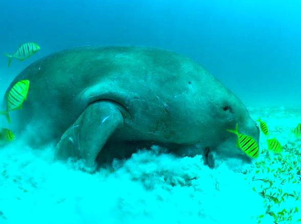 technologygadget | Search for the Elusive Dugong: Try to spot the elusive dugong in its natural habitat.