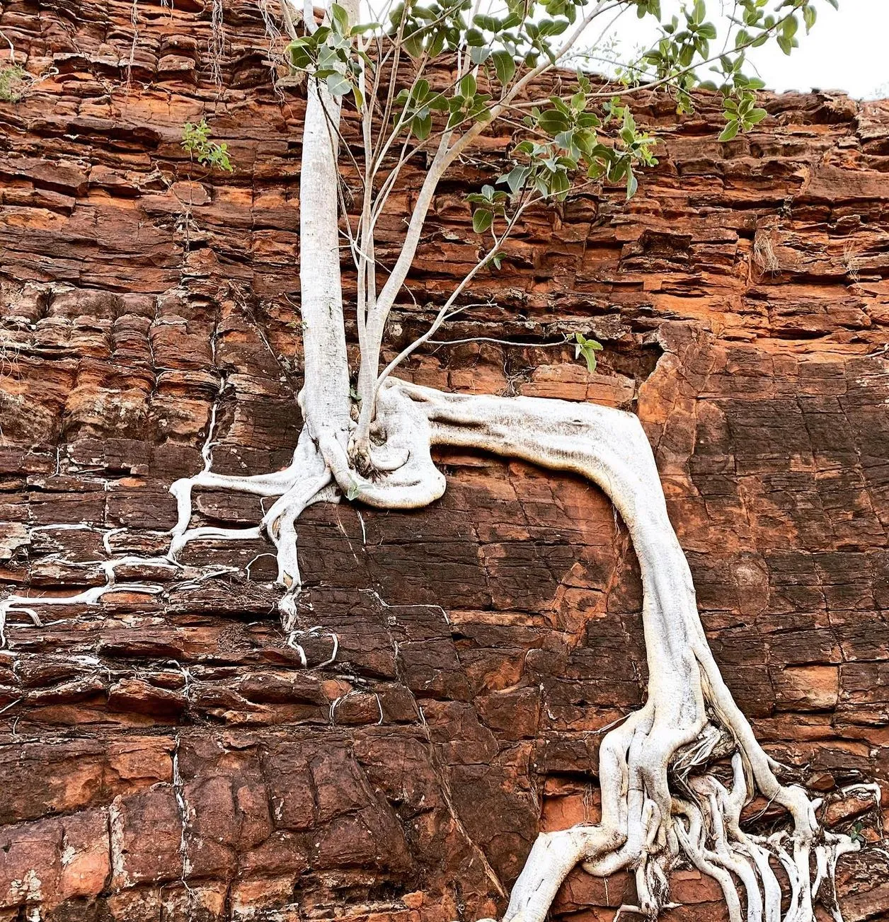 technologygadget | What Plants Live in Kakadu National Park? technologygadget | What Plants Live in Kakadu National Park?