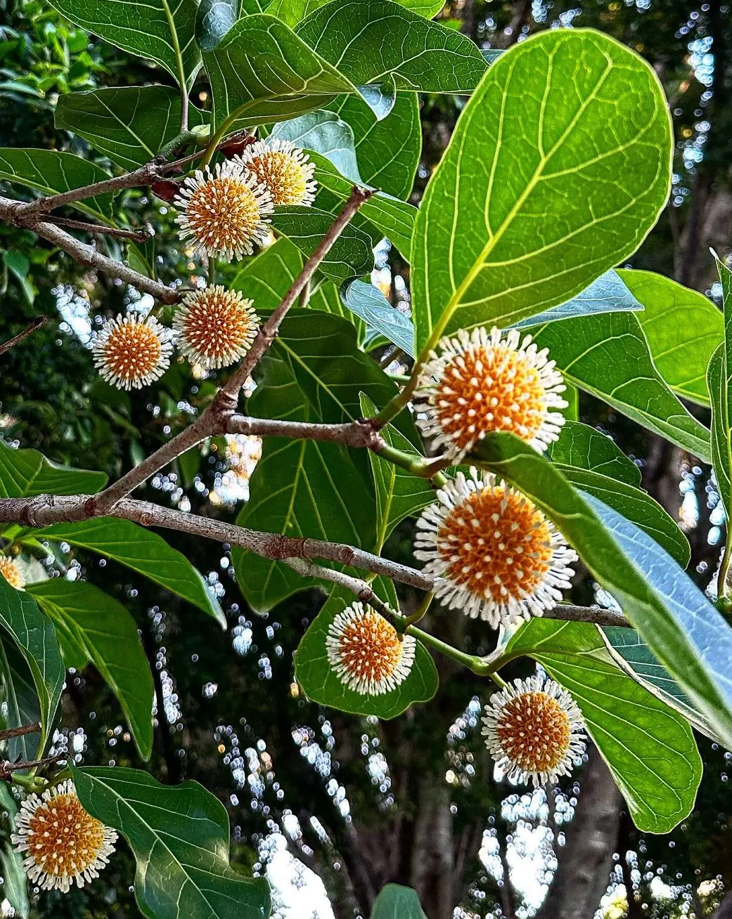 technologygadget | What Plants Live in Kakadu National Park? technologygadget | What Plants Live in Kakadu National Park?