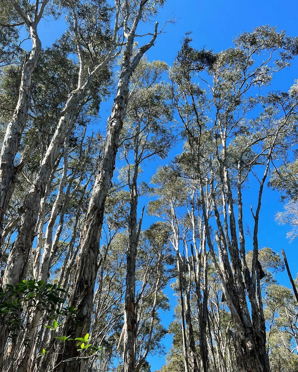 technologygadget | What Plants Live in Kakadu National Park? technologygadget | What Plants Live in Kakadu National Park?