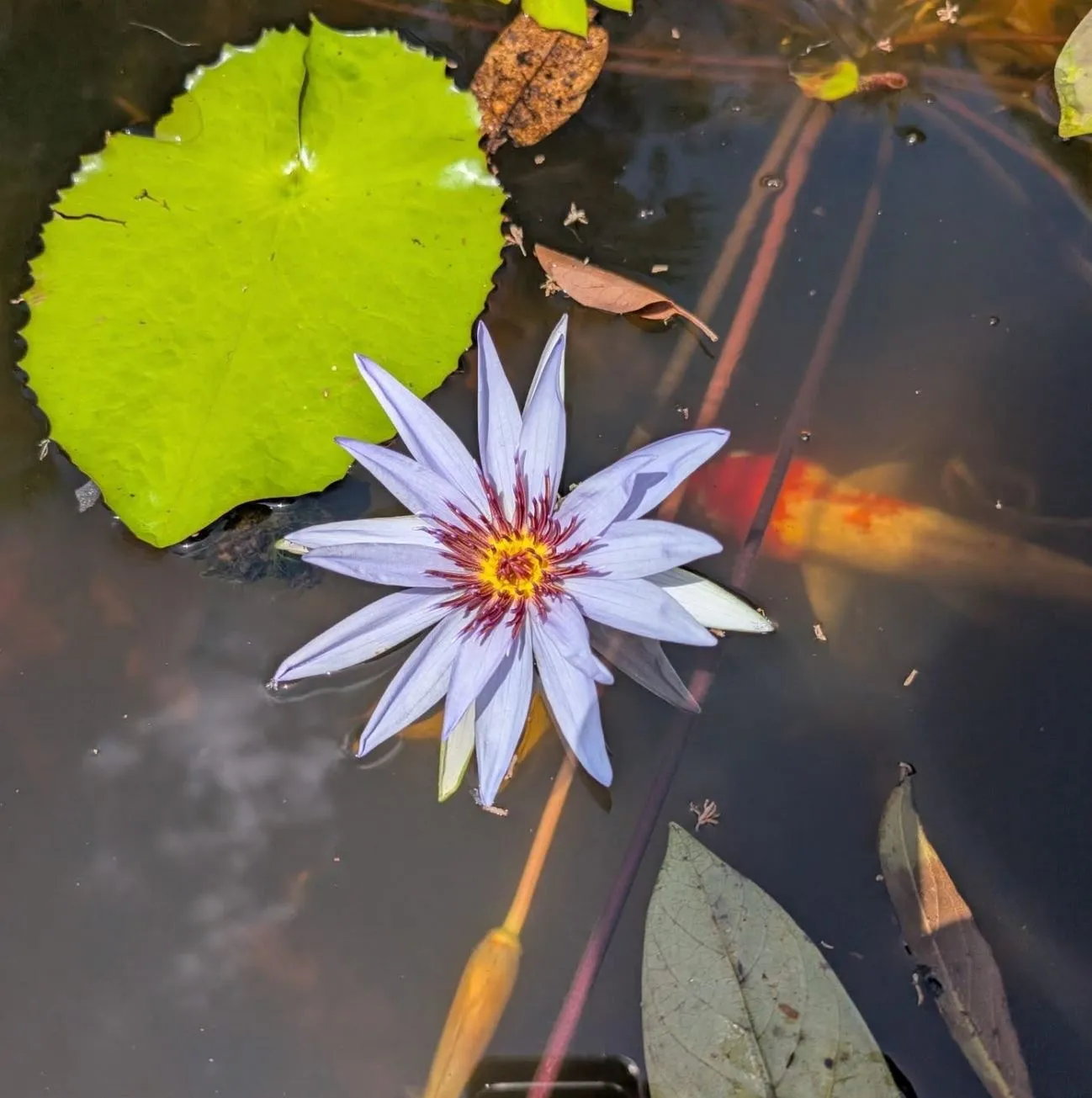 technologygadget | What Plants Live in Kakadu National Park? technologygadget | What Plants Live in Kakadu National Park?