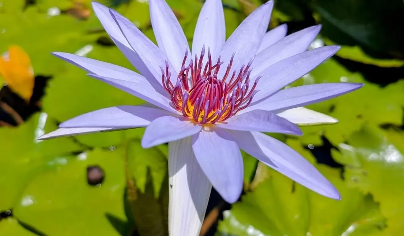 technologygadget | What Plants Live in Kakadu National Park?